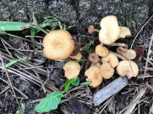 Conroe TX - Mushrooms In the Yard