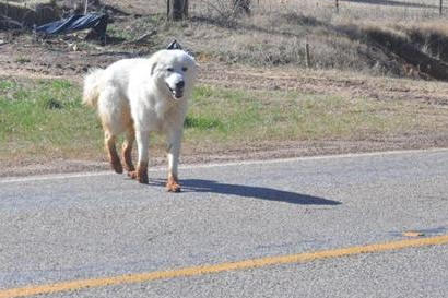 Marion County, Gray TX - dog in boots