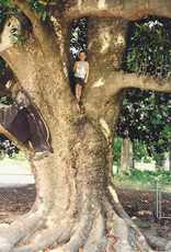 Texas largest magnolia tree trunk