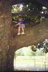 Texas largest magnolia tree limb