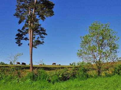 Murvaul TX - cows in pasture