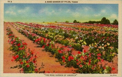 Tyler TX Rose Farm