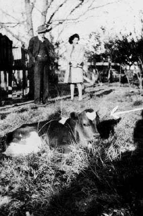 Calf with heart shaped mark, Pollok Texas