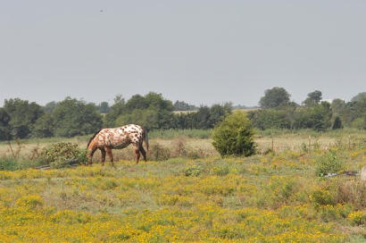 Rugby TX - horse