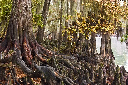 Cypress trees and roots, Caddo Lake, Texas