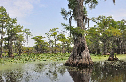 Uncertain Texas Swamps - Lotus