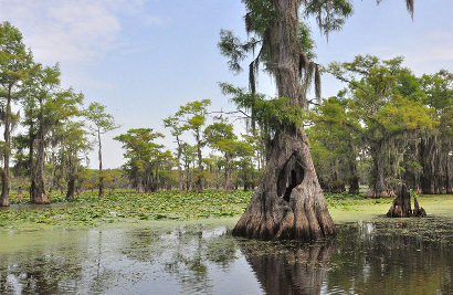 Uncertain Texas - Caddo Lake