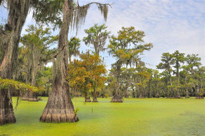 Uncertain Texas Swamps - 