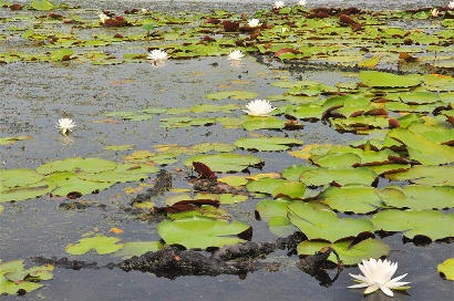 Uncertain Texas Swamps -  Lotus