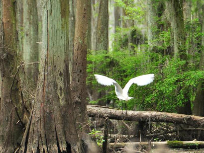 Uncertain Texas - Uncertain Texas -  Great Egret taking off