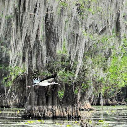 Uncertain Texas - Wood Stock in flight among Cypress & Spanish Moss