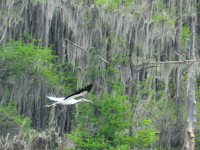 Uncertain Texas - Wood Stock in flight  among  Spanish Moss