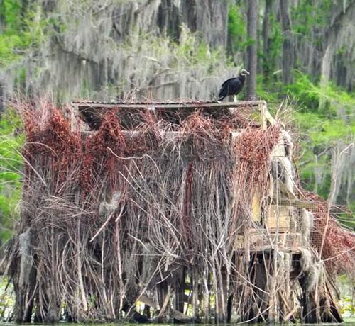 Uncertain Texas - Cypress, Spanish Moss and Wildlife