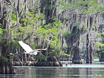 Uncertain Texas - Great Egret in flight among Cypress & Spanish Moss