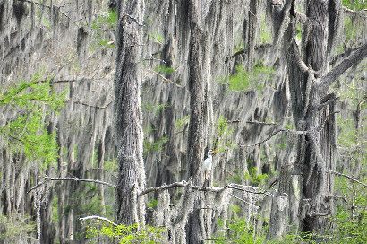 Uncertain Texas - Cypress, Spanish Moss and Wildlife