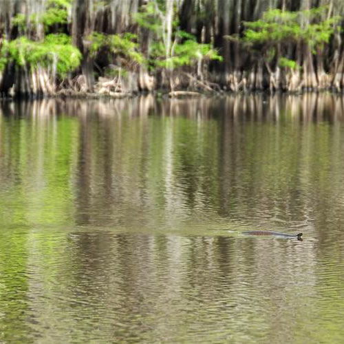 Uncertain Texas - Cormorant  fishing