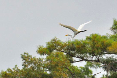 Uncertain Texas -  Great Egret  in flight