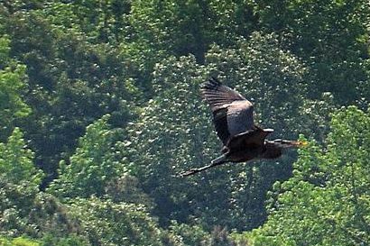 Uncertain Texas - Wildlife