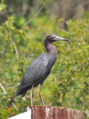 Uncertain Texas - Little Blue Heron 