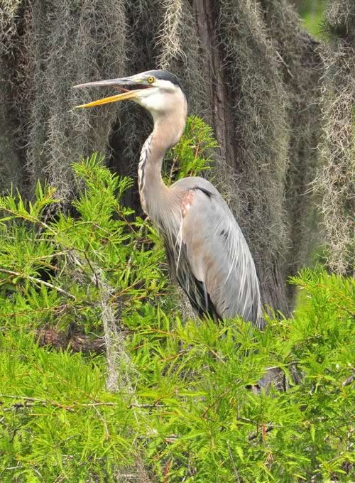 Uncertain Texas - Great Blue Heron at rest & Spanish Moss