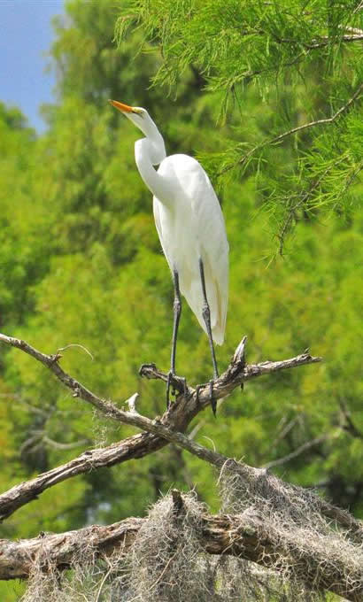 Uncertain Texas - Great Egret at rest