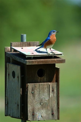Wills Point Texas  Bluebird Birdhouse