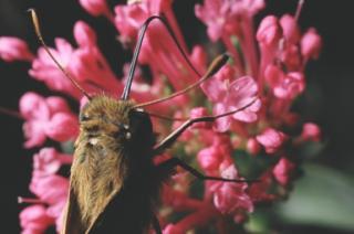 butterfly on pink flower