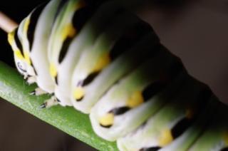 caterpillar