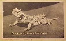 horned toad, horned frog