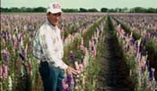 Wildflower seed farm