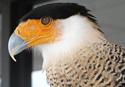 Caracara