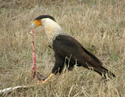 Caracara feeding on snake