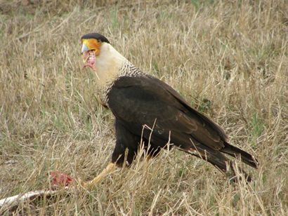 Caracara feeding on snake