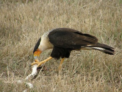 Caracara feeding on snake