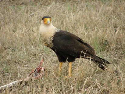 Caracara with snake