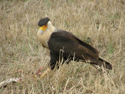 Caracara feeding on snake