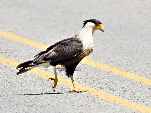 Crested Caracara in East TX 