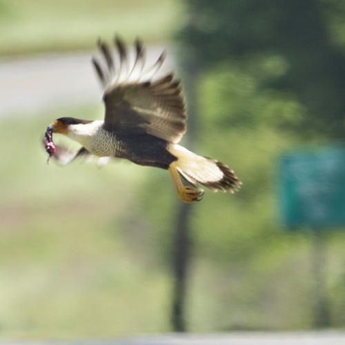 Crested Caracara in flight in East TX 
