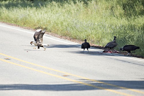 Crested Caracara feasting with buzzards in East TX 