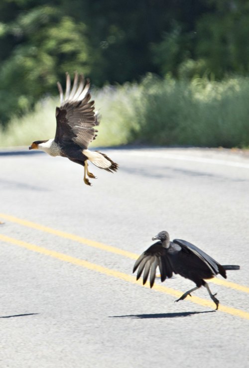 Buzzard chasing Crested Caracara in East TX 