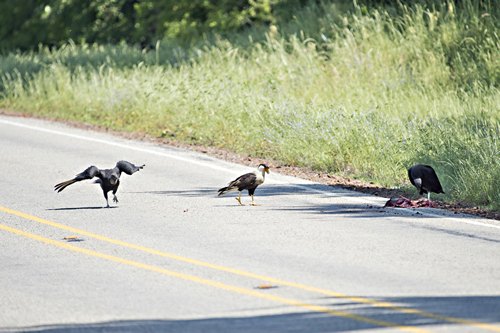 Crested Caracara & buzzards in East TX 