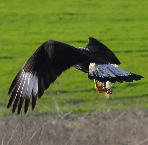  Greenville TX - Crested Caracara in flight 