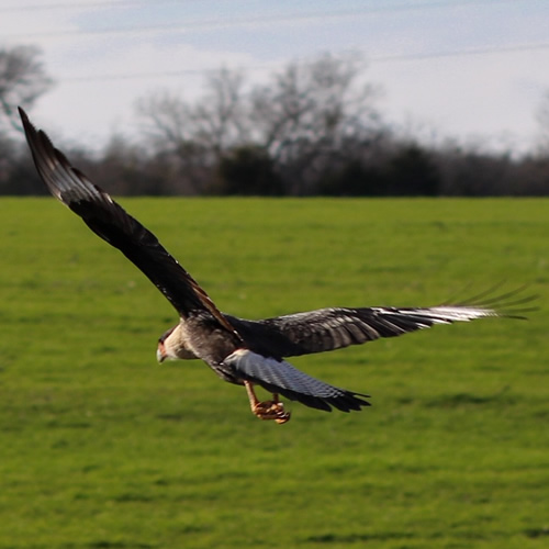  Greenville TX - Crested Caracara in flight 