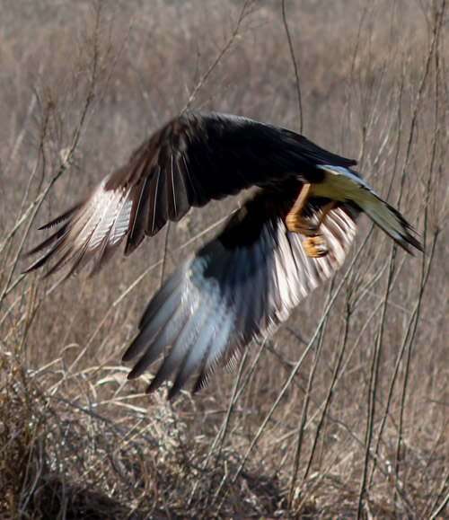  Greenville TX - Crested Caracara in flight 