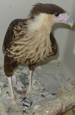 Juvenile Northern Crested Caracara