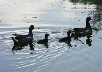 Moorhens with babies