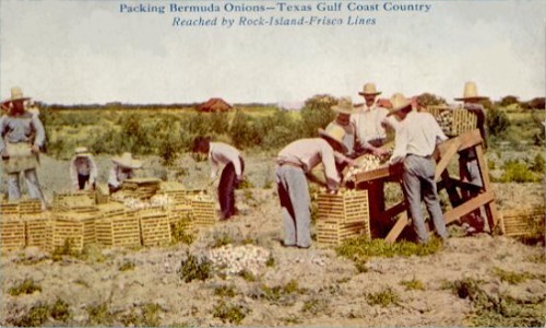 Packing Bermuda Onions - Texas Gulf Coast Country