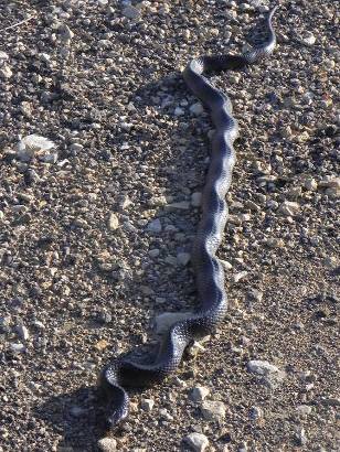 Texas snake