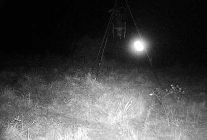East Texas Ghost Light at FM 1293 & Bragg Road