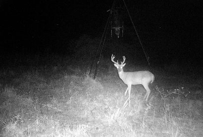 Deer at the spot of Ghost Light at FM 1293 & Bragg Road